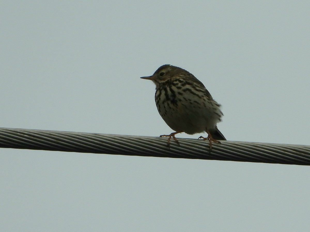 Meadow Pipit - ML614638159
