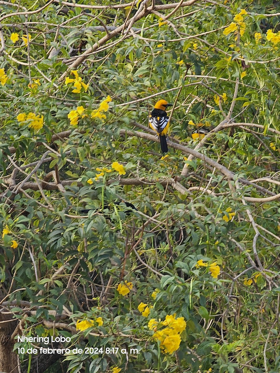 Spot-breasted Oriole - ML614638255
