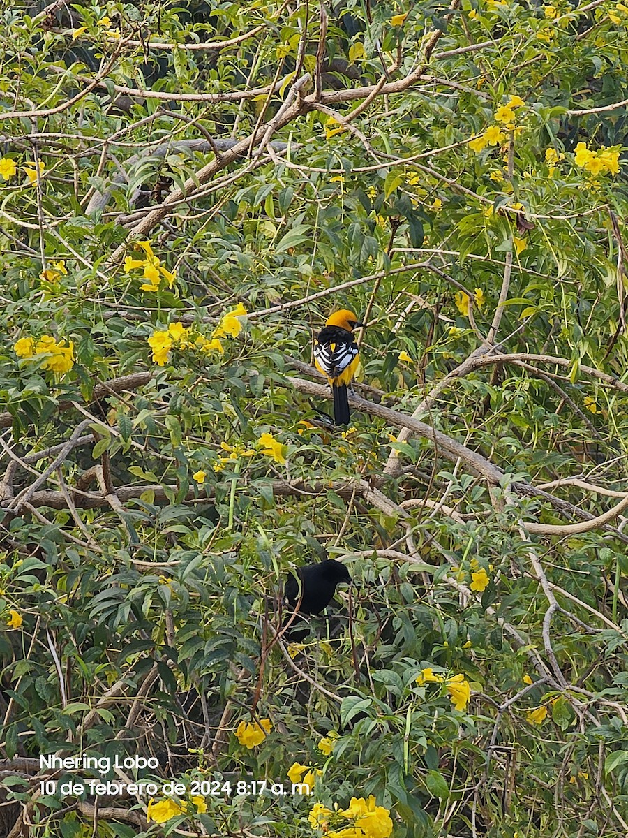 Spot-breasted Oriole - ML614638256