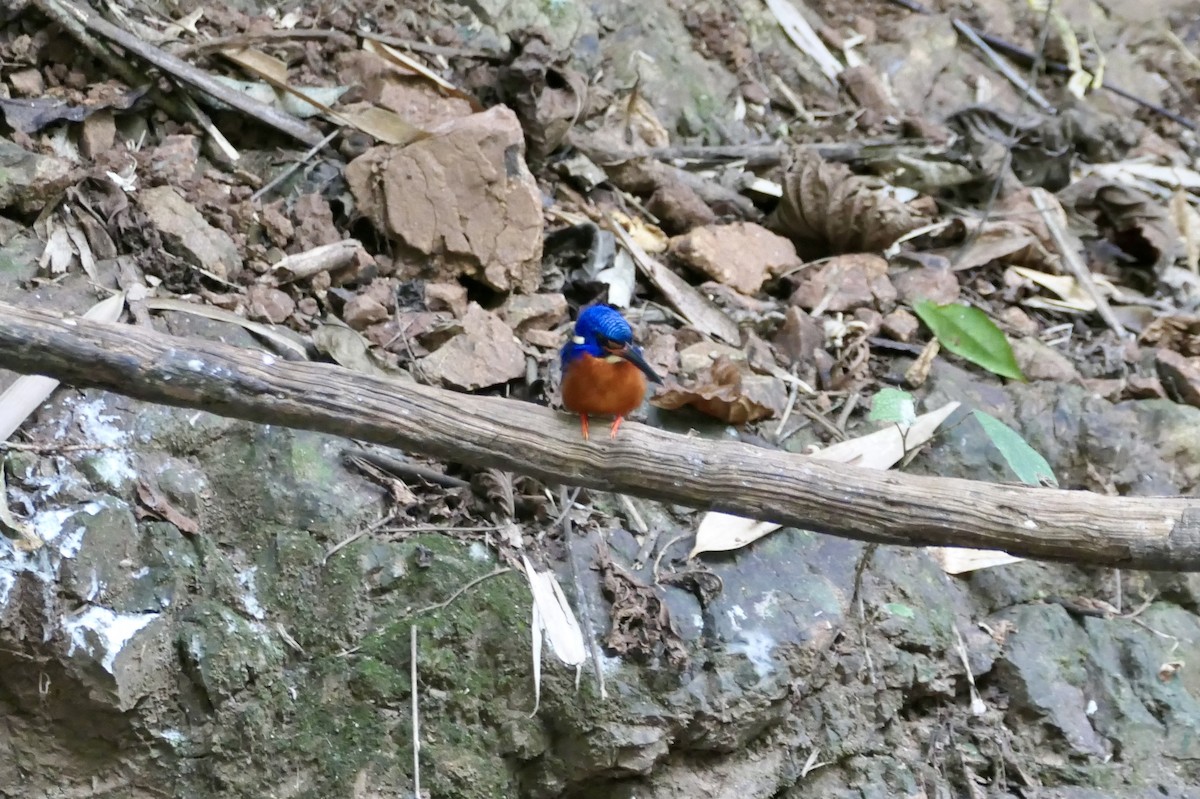 Blue-eared Kingfisher - Anthony Collerton