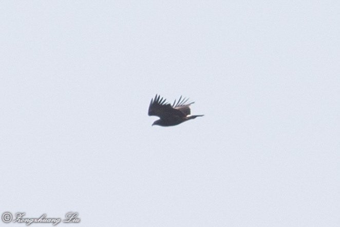 Greater Spotted Eagle - ML614638281