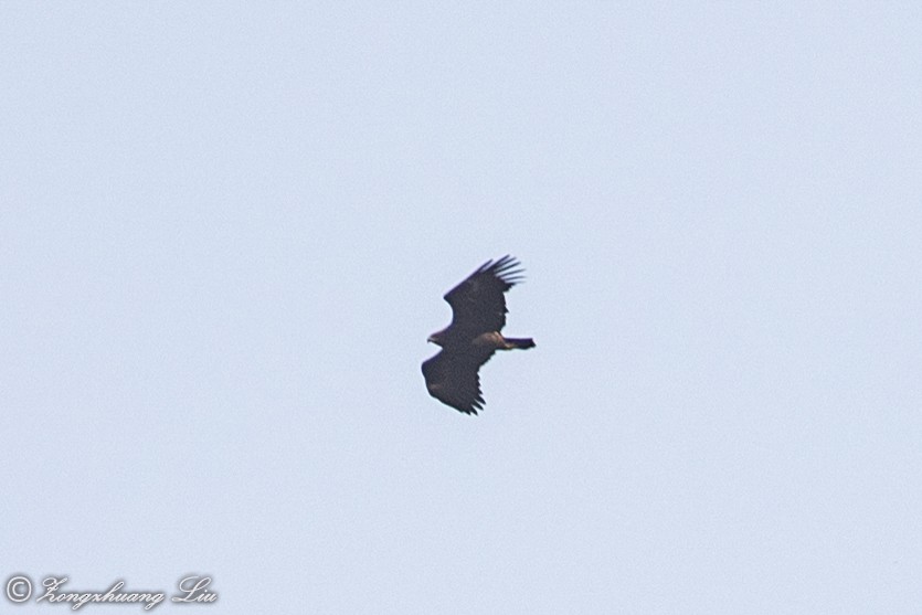Greater Spotted Eagle - ML614638284