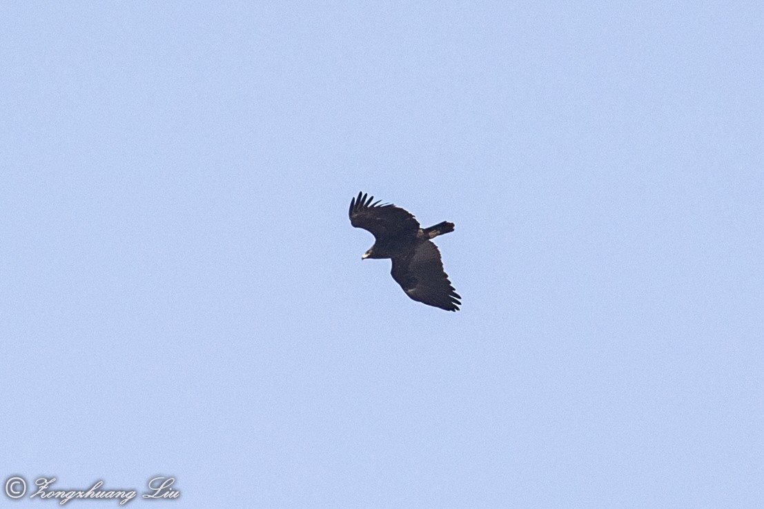 Greater Spotted Eagle - Zongzhuang Liu
