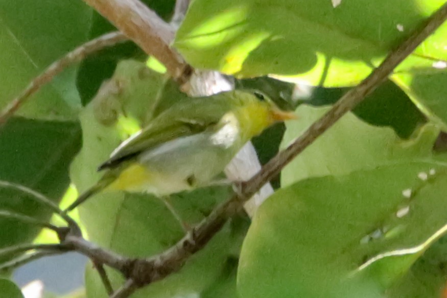 Yellow-vented Warbler - Syed Abbas