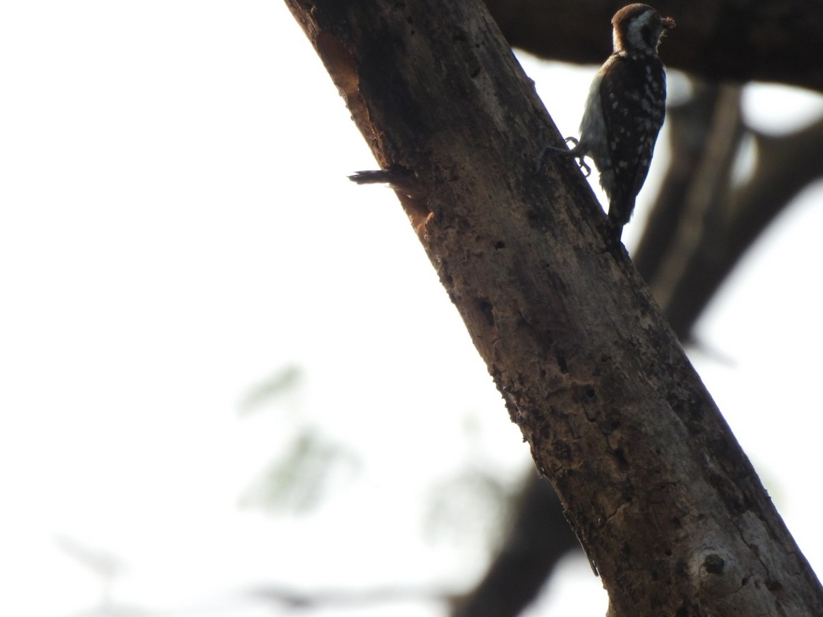 Brown-capped Pygmy Woodpecker - ML614638391