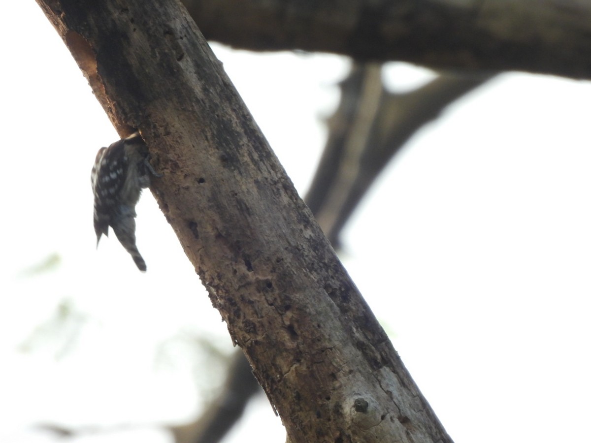 Brown-capped Pygmy Woodpecker - ML614638392