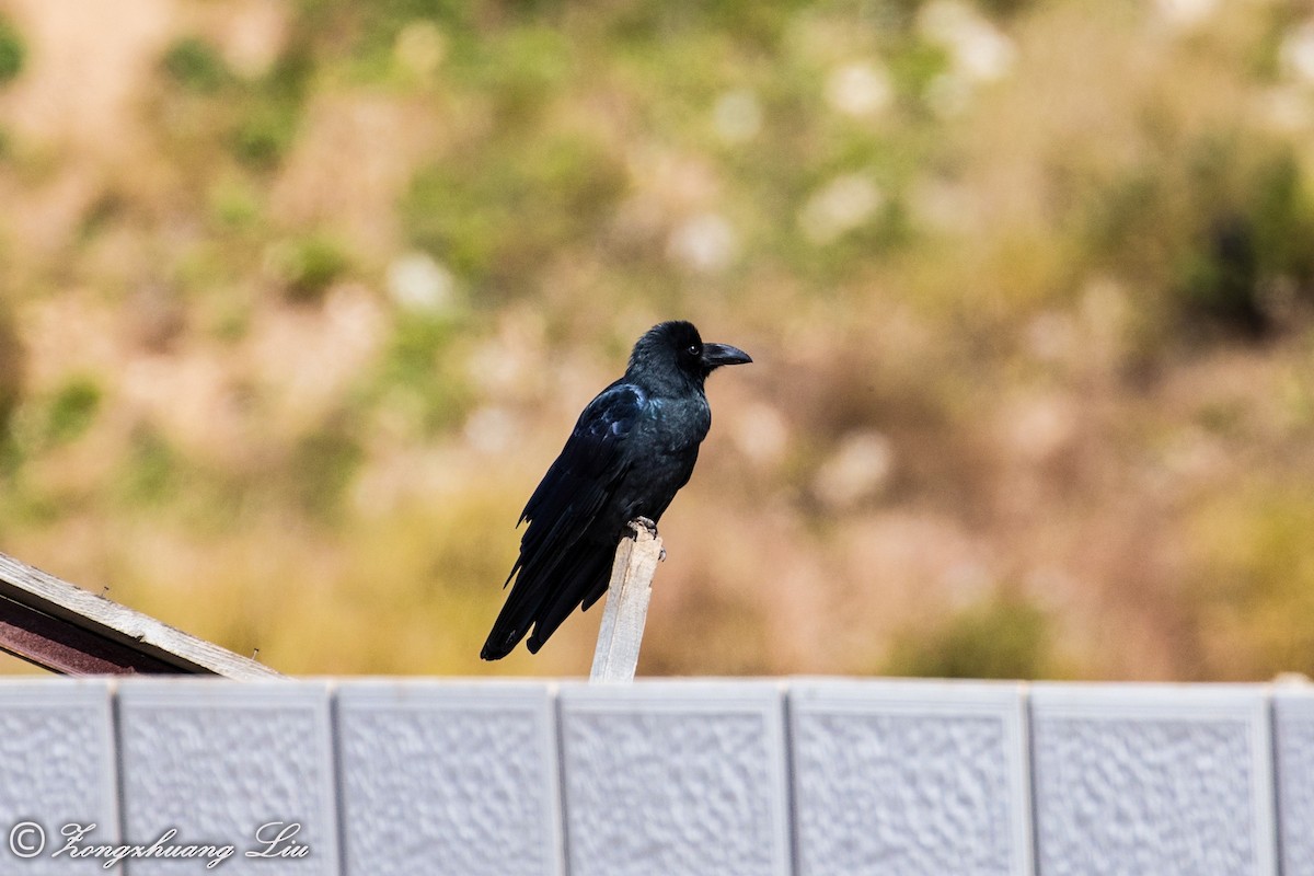 Large-billed Crow (Large-billed) - Zongzhuang Liu