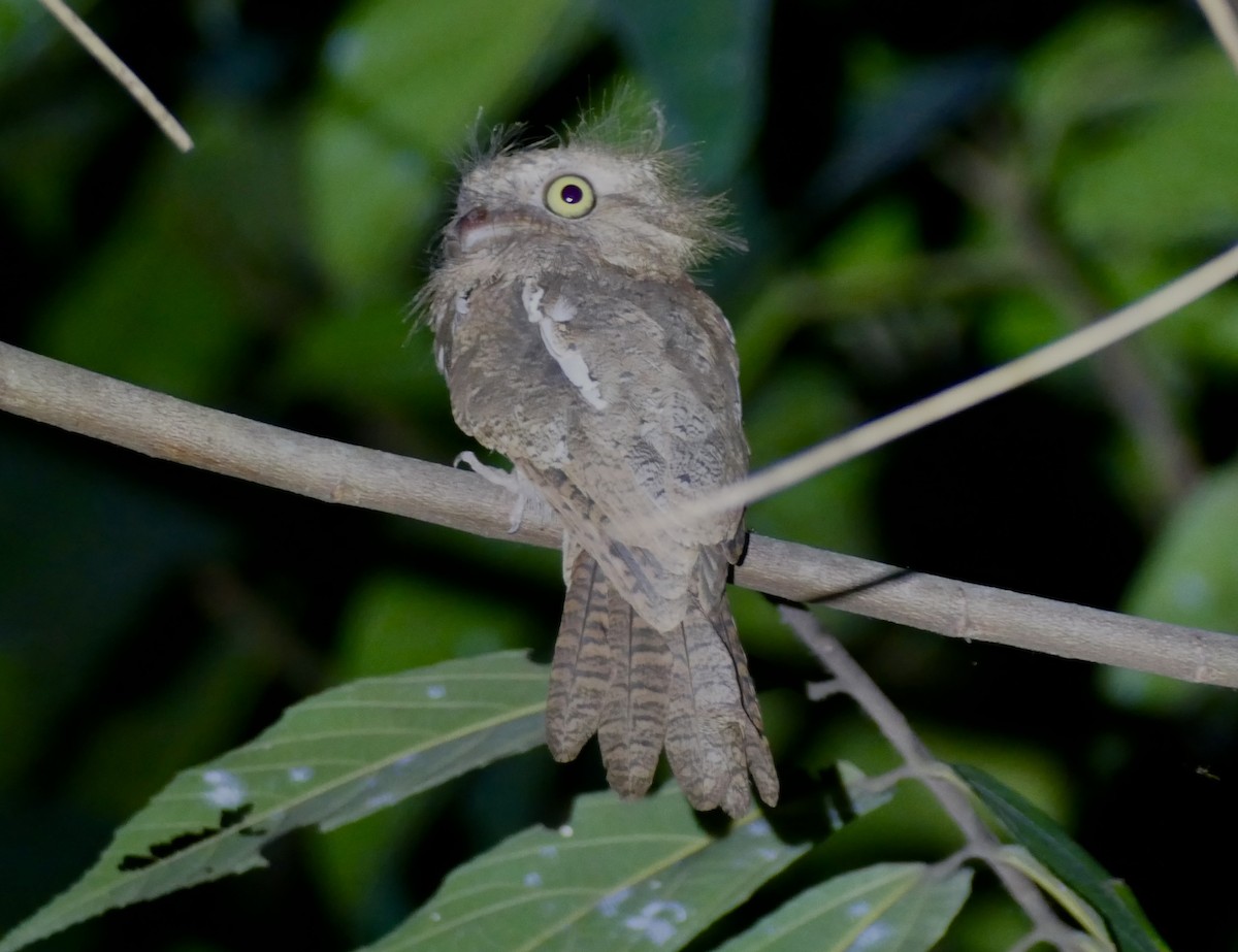 Palawan Frogmouth - Anthony Collerton