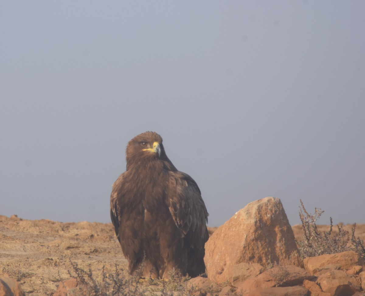 Steppe Eagle - Sujata Phadke