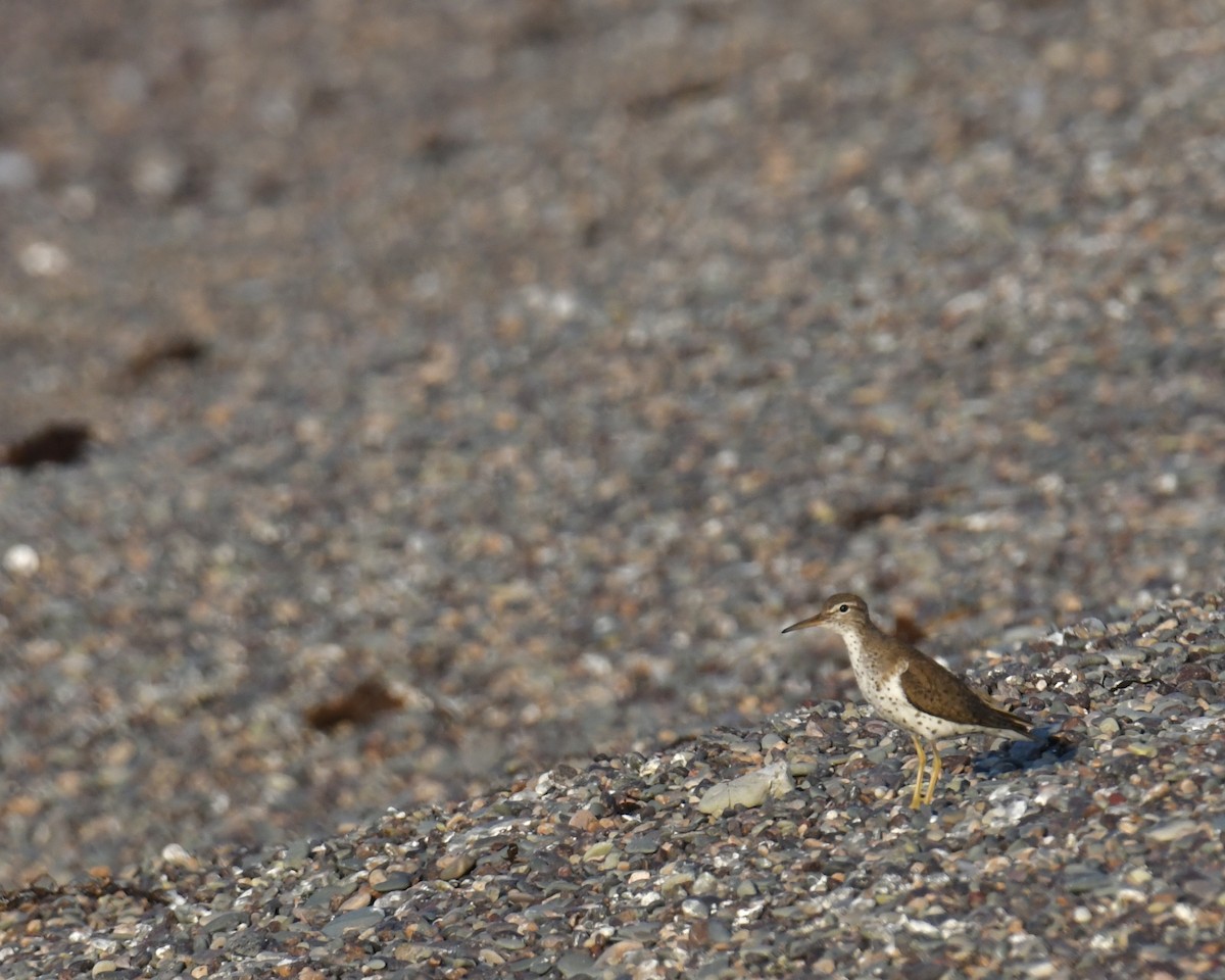 Spotted Sandpiper - Laura  Wolf