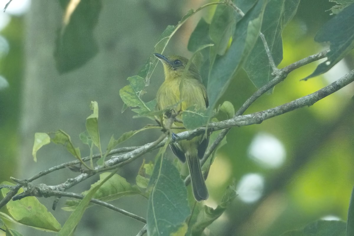 Olive-faced Flatbill - ML614638790