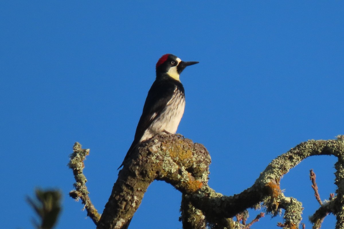 Acorn Woodpecker - ML614638954