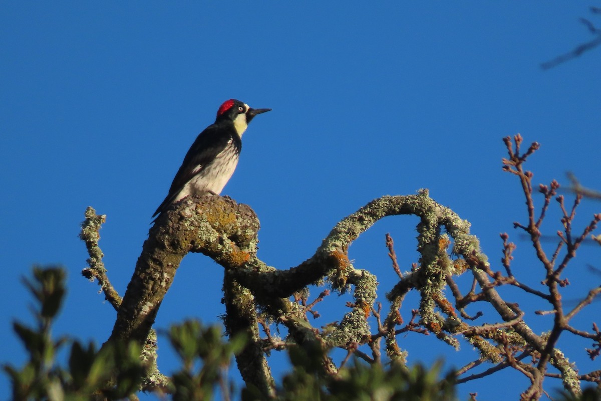 Acorn Woodpecker - ML614638955