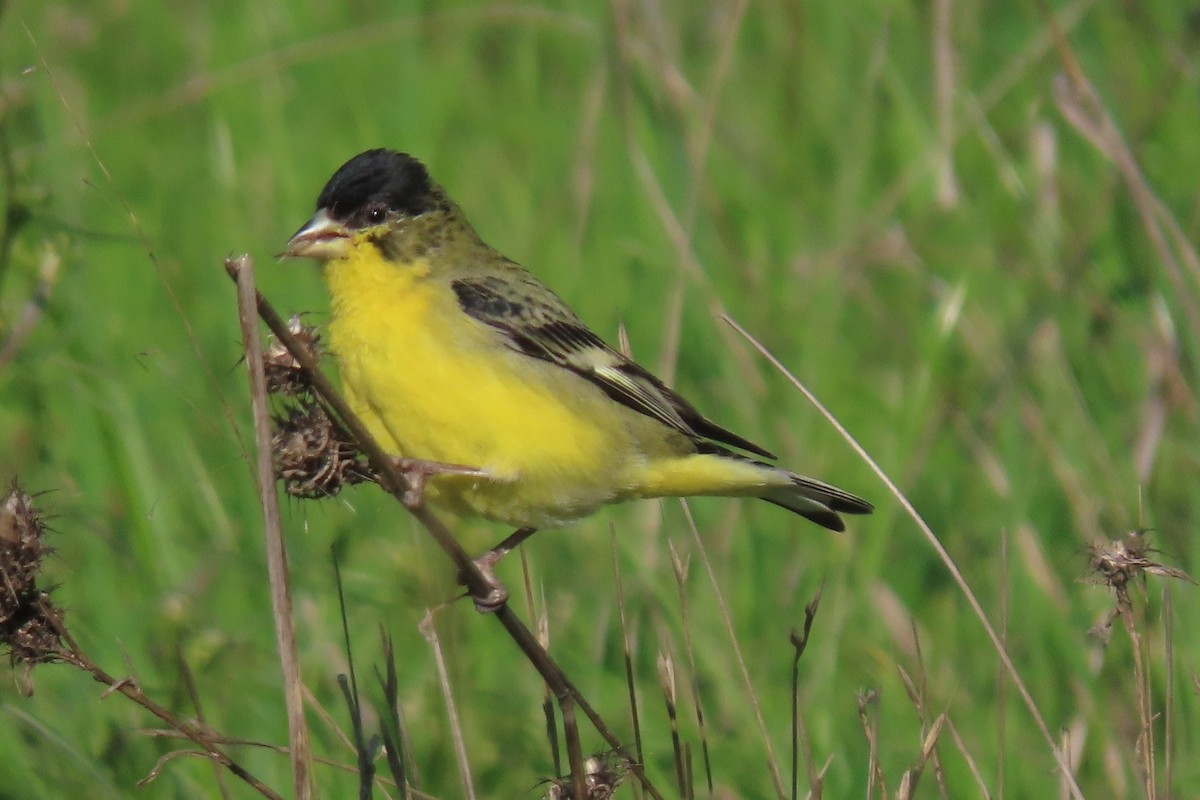 Lesser Goldfinch - Peter Pyle