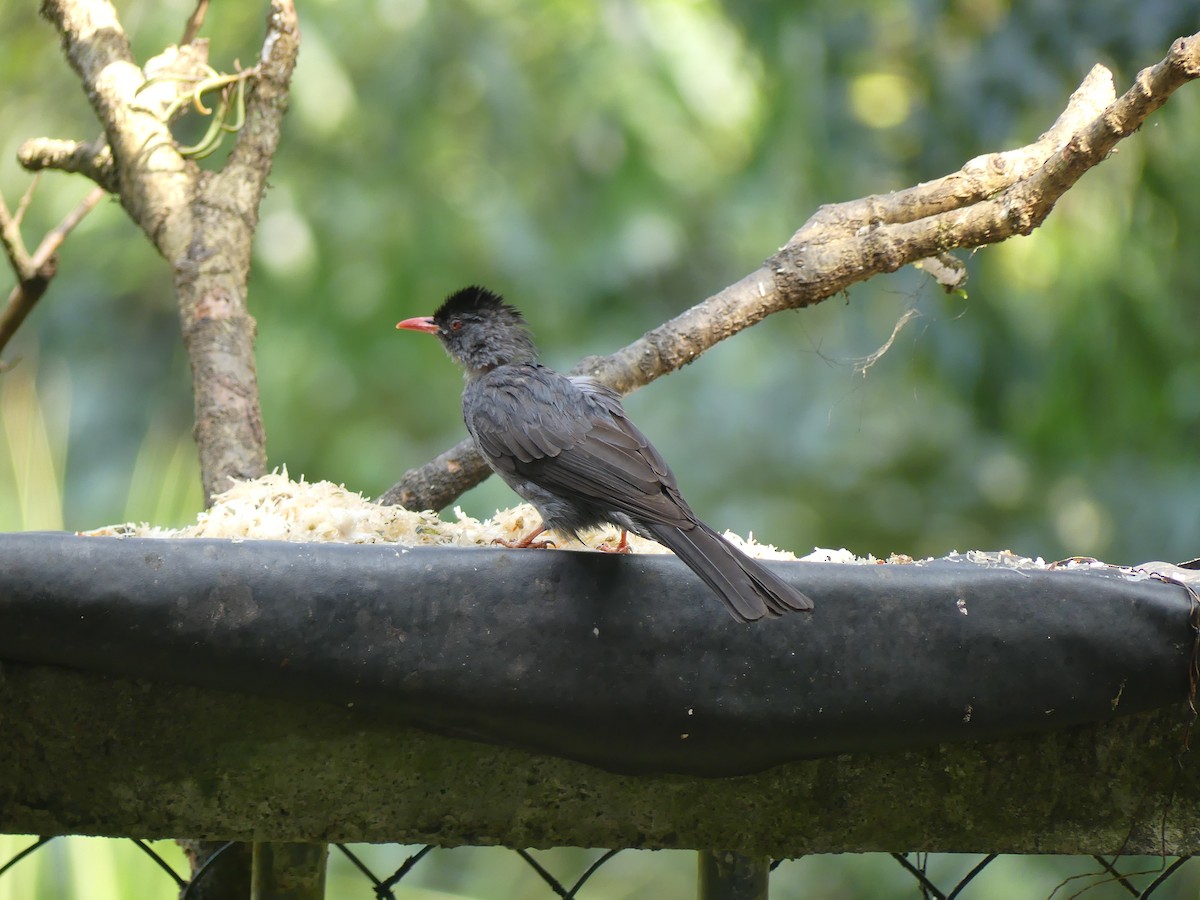Square-tailed Bulbul (Sri Lanka) - ML614639125