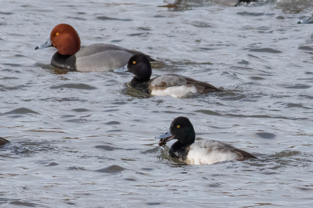 Greater Scaup - ML614639169