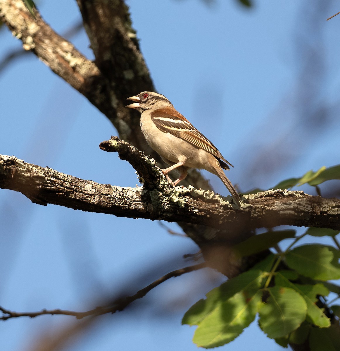 Chestnut-backed Sparrow-Weaver - Per Alström