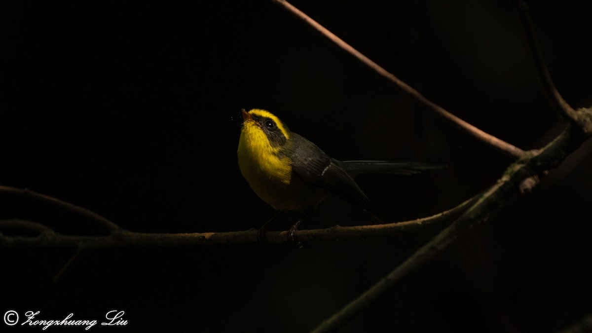 Yellow-bellied Fairy-Fantail - ML614639339