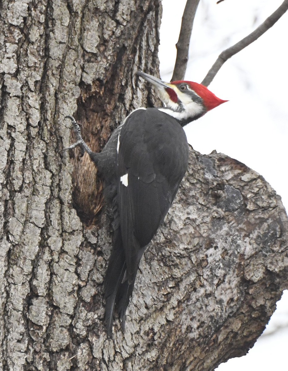 Pileated Woodpecker - ML614639458