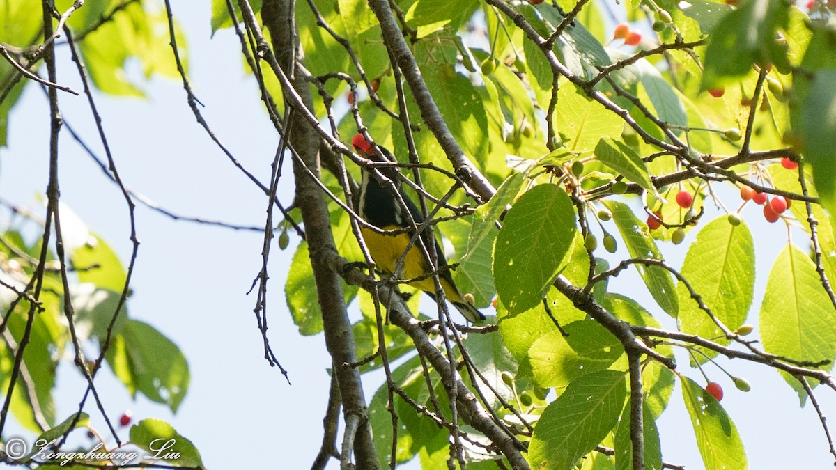 Yellow-bellied Flowerpecker - ML614639460