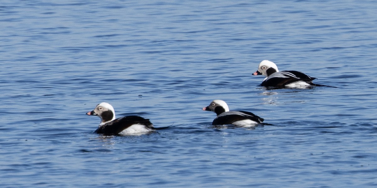 Long-tailed Duck - ML614639626