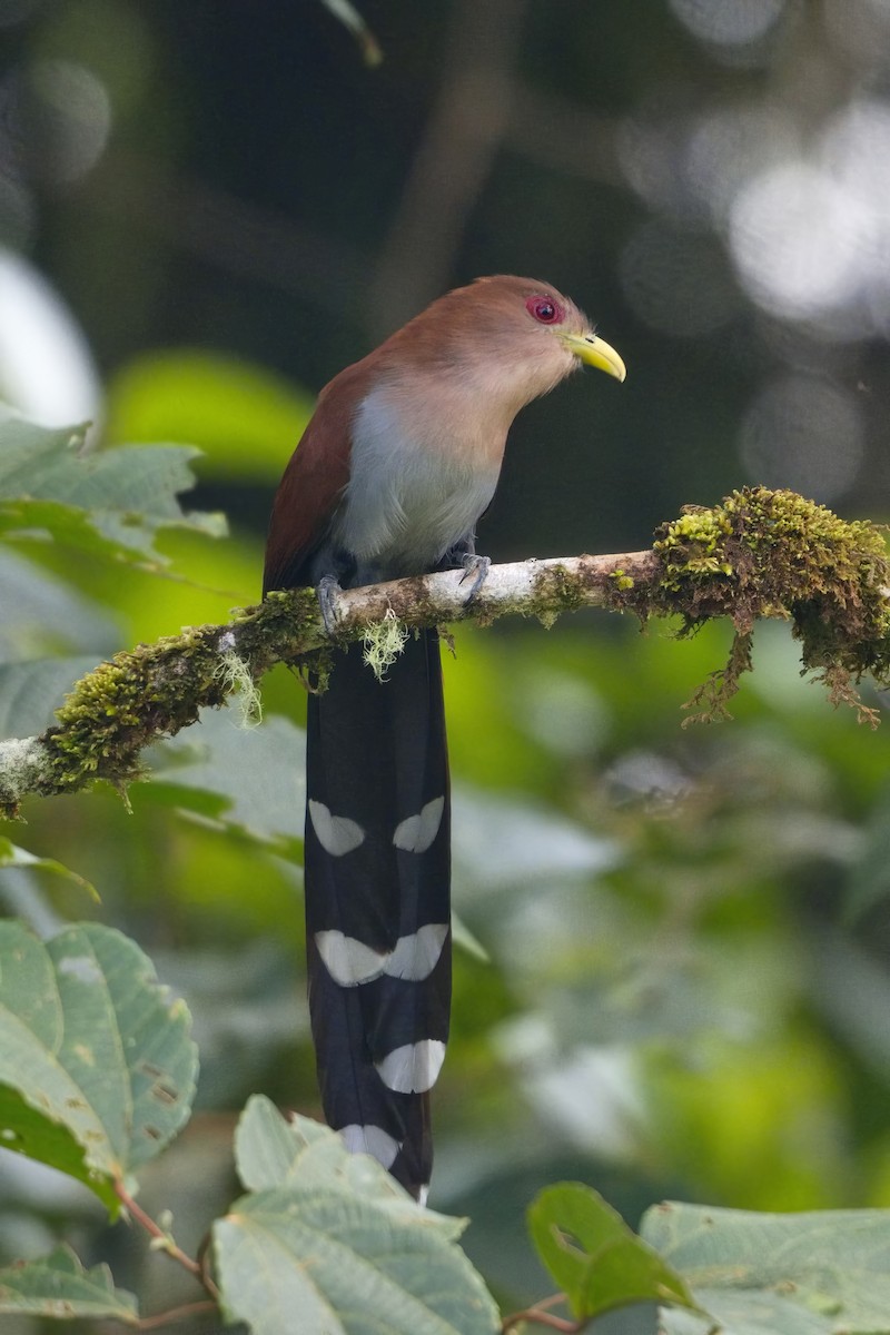 Squirrel Cuckoo (Amazonian) - ML614639653