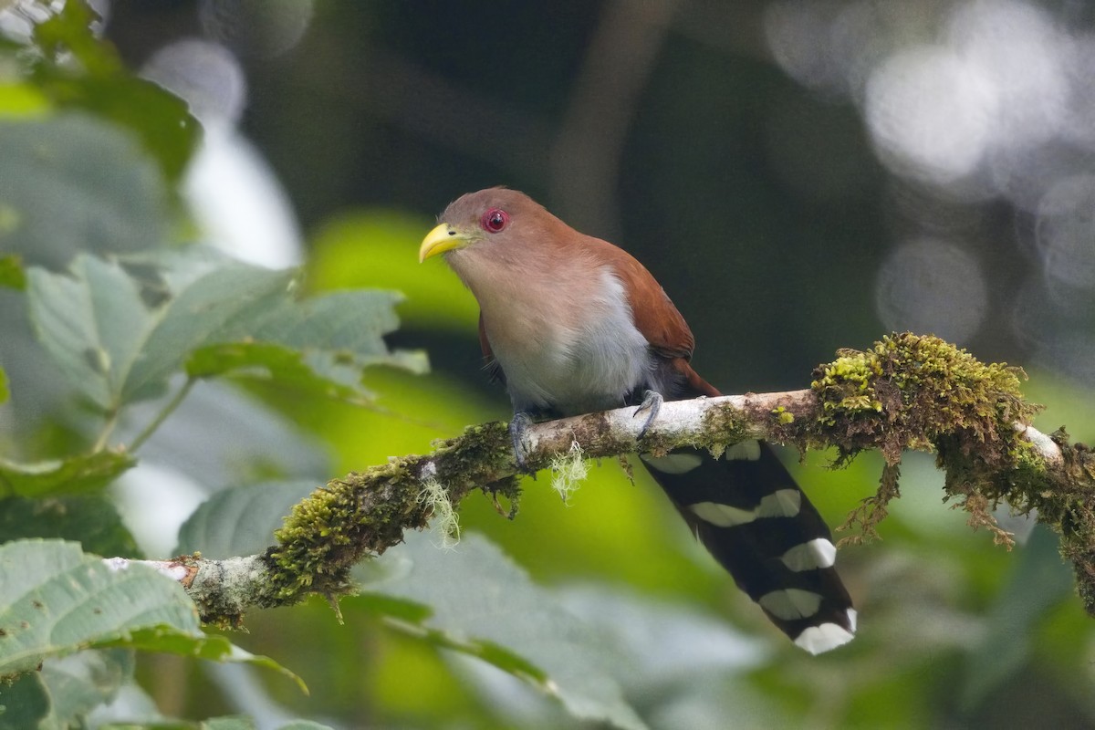 Squirrel Cuckoo (Amazonian) - ML614639654