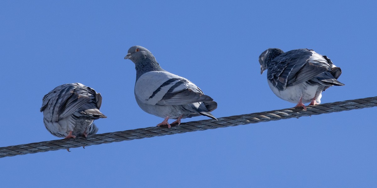 Rock Pigeon (Feral Pigeon) - ML614639661