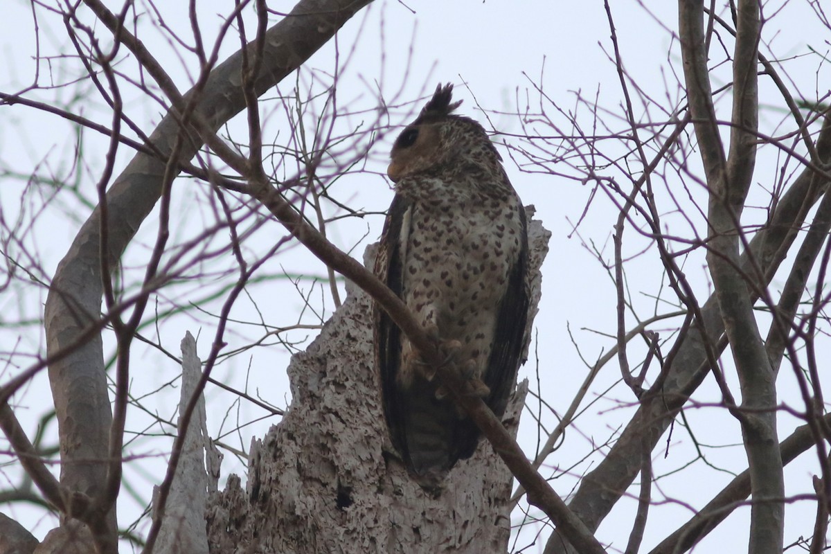 Spot-bellied Eagle-Owl - ML614639747