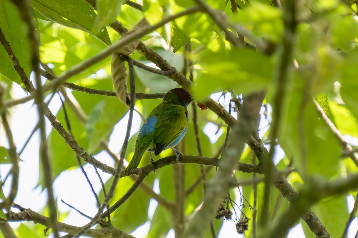 Bay-headed Tanager - ML614639774