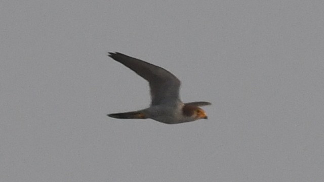 Red-necked Falcon - ML614639966