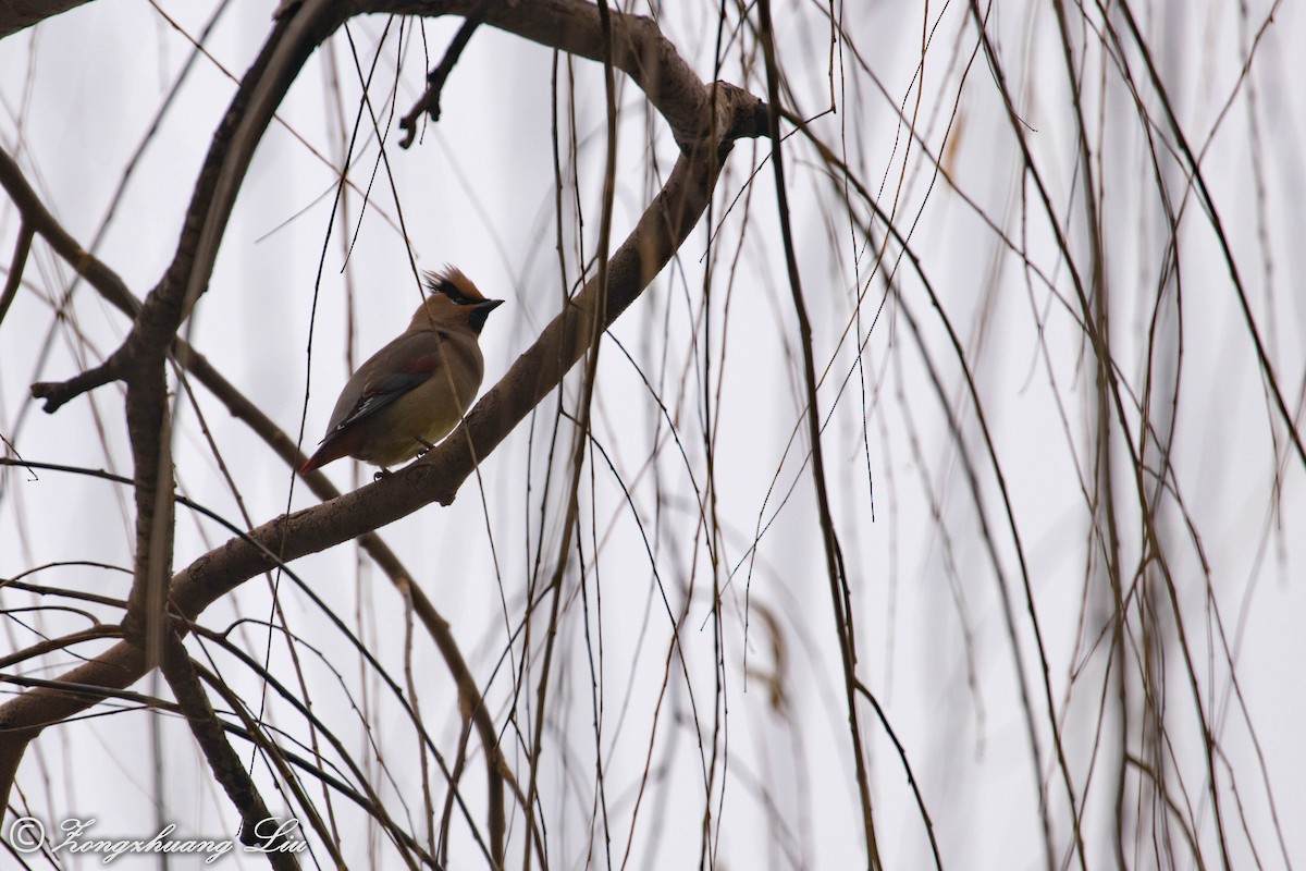 Japanese Waxwing - ML614640108