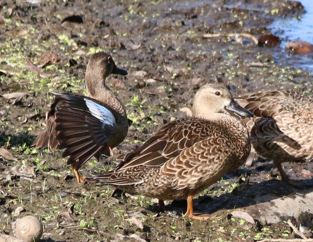 Blue-winged Teal - Eric Lind