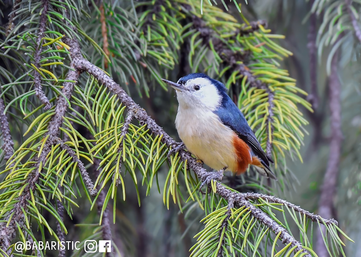 White-cheeked Nuthatch - ML614641226