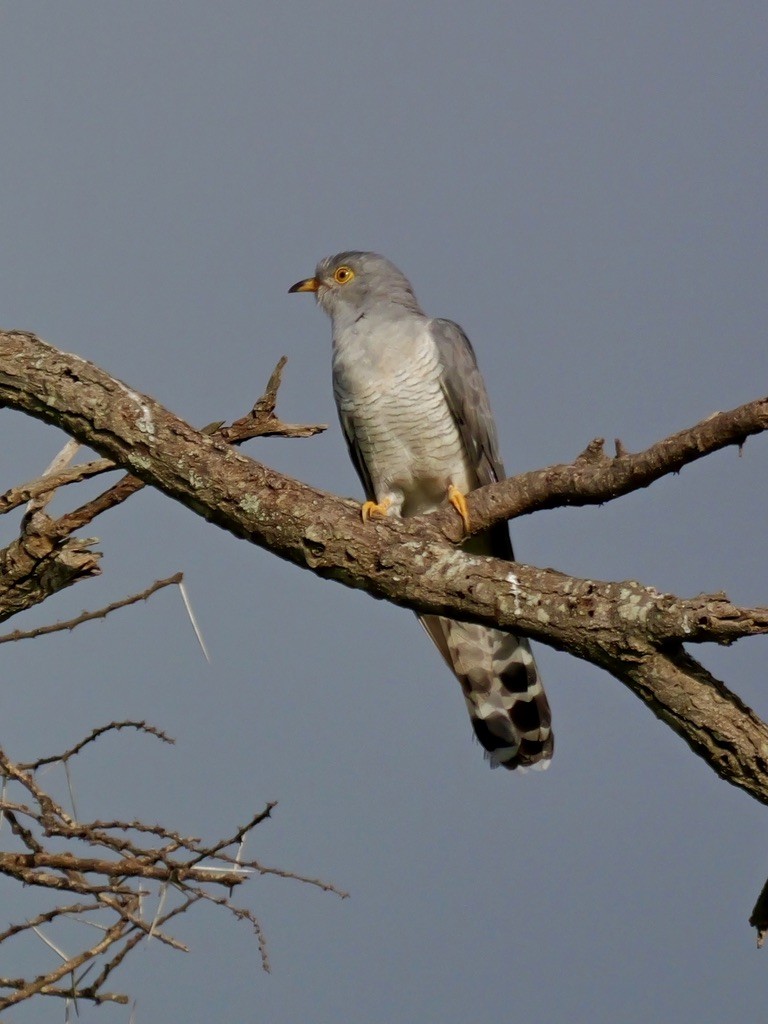 African Cuckoo - ML614641316