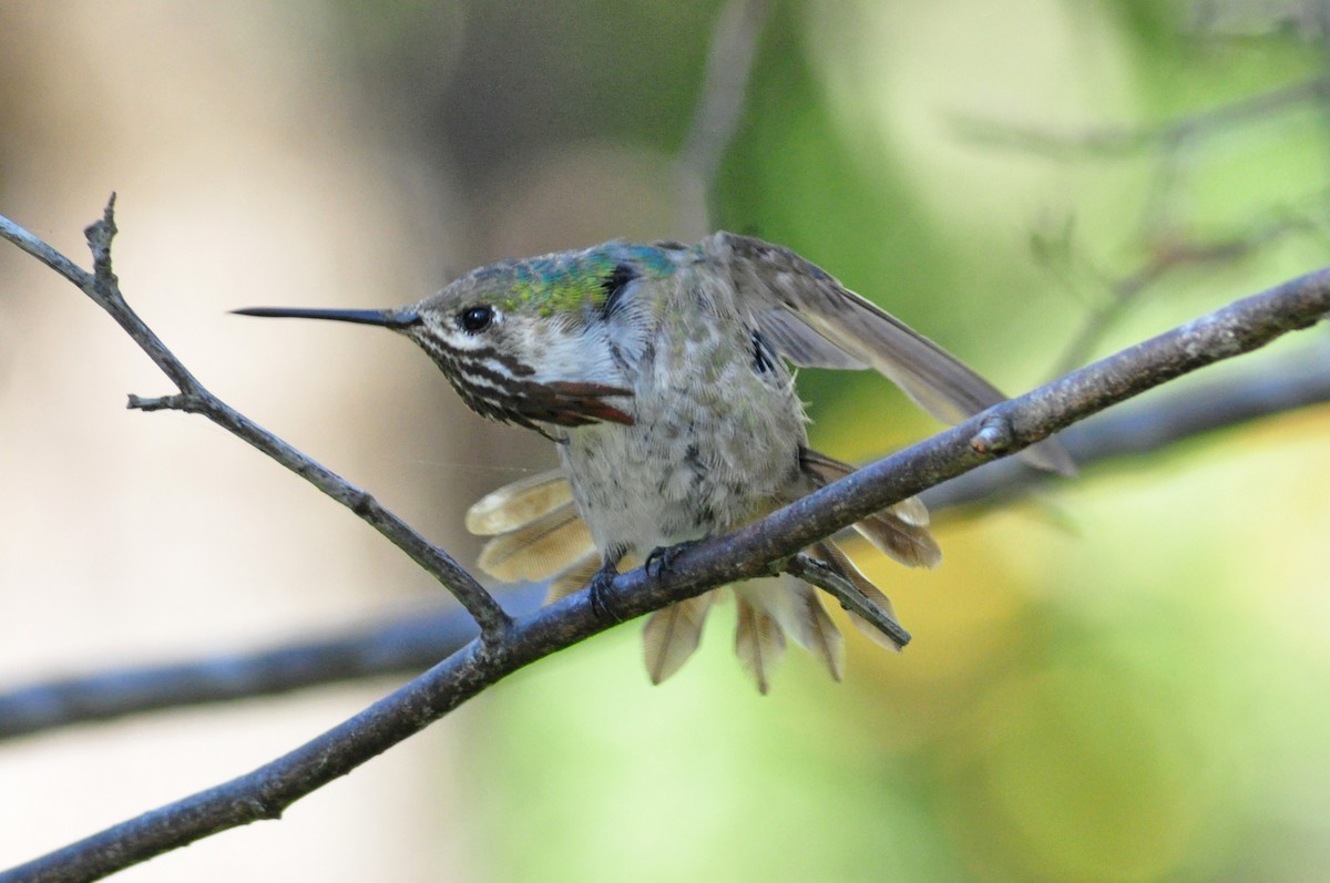 Calliope Hummingbird - ML614641377