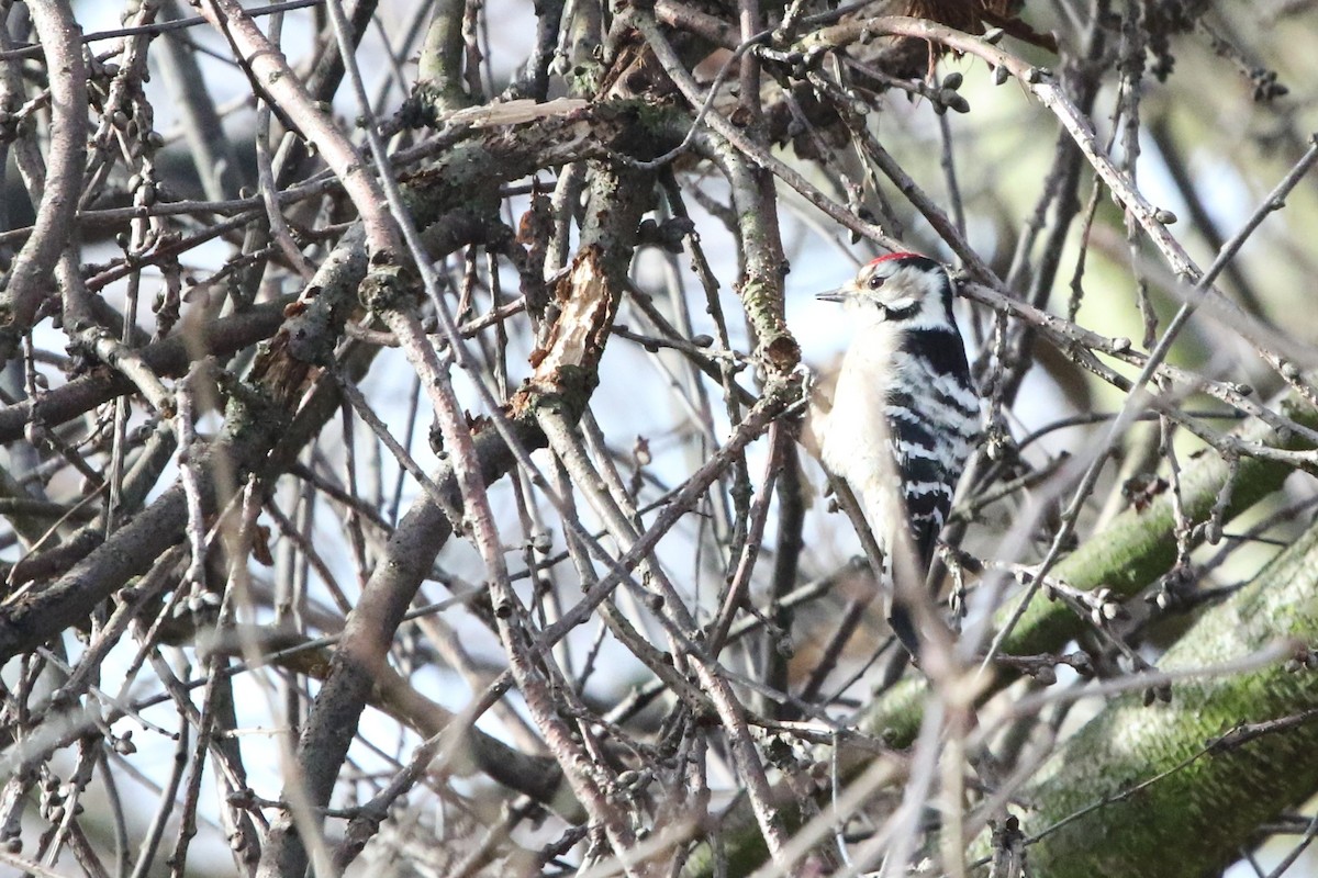 Lesser Spotted Woodpecker - ML614641477