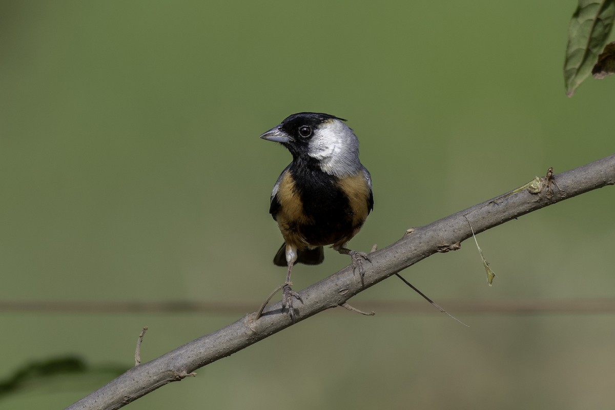 Coal-crested Finch - ML614641602