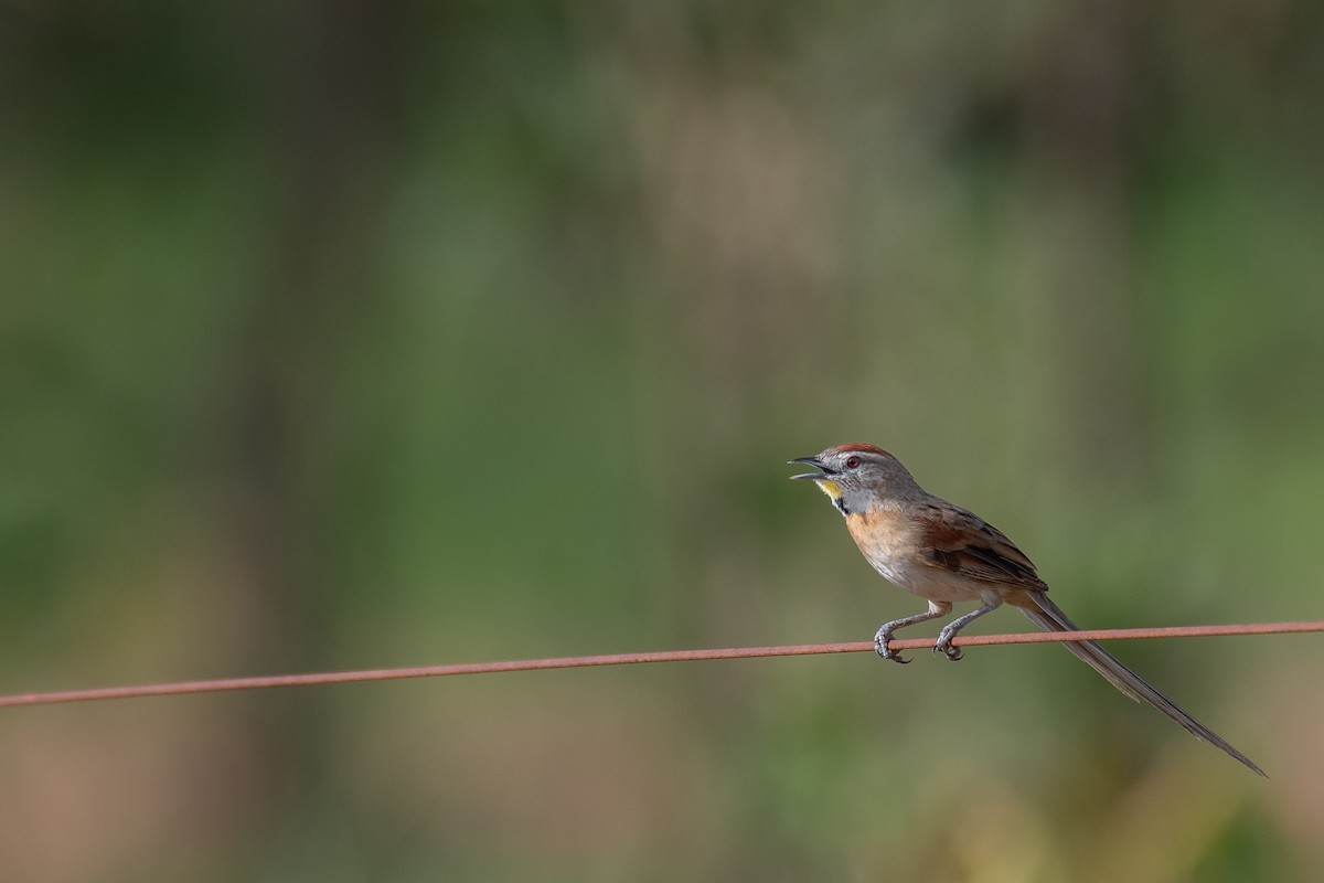 Chotoy Spinetail - Victor Castanho