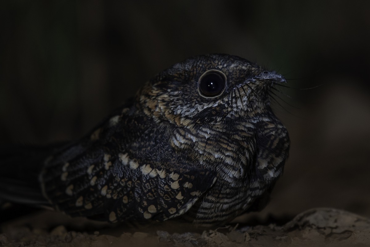 Scissor-tailed Nightjar - Victor Castanho