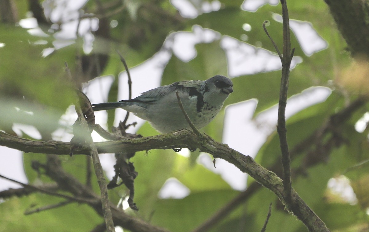 Azure-rumped Tanager - ML614642219