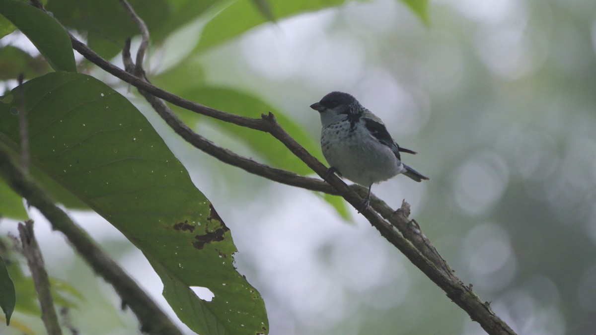Azure-rumped Tanager - ML614642246