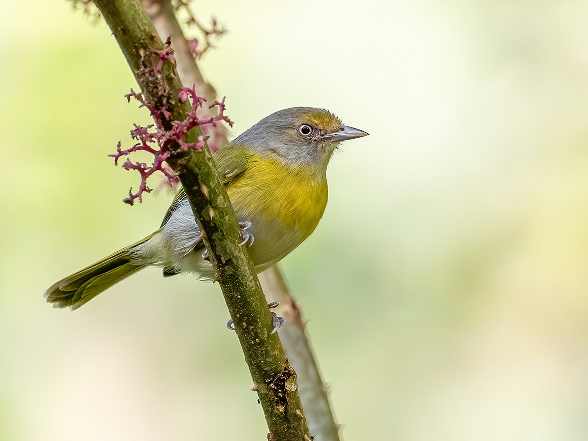 Lemon-chested Greenlet - Hylophilus thoracicus - Birds of the World