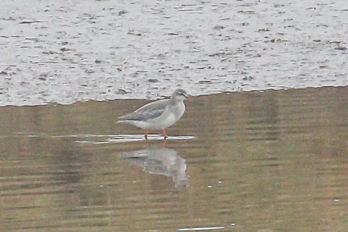Spotted Redshank - ML614642310