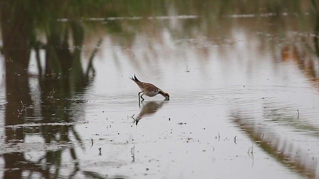 Pheasant-tailed Jacana - ML614642455