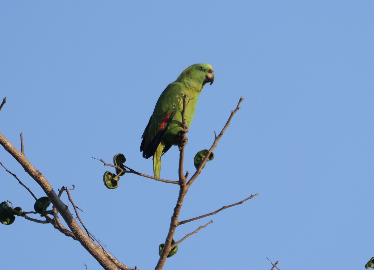 Yellow-naped Parrot - Micah Riegner