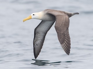  - Waved Albatross