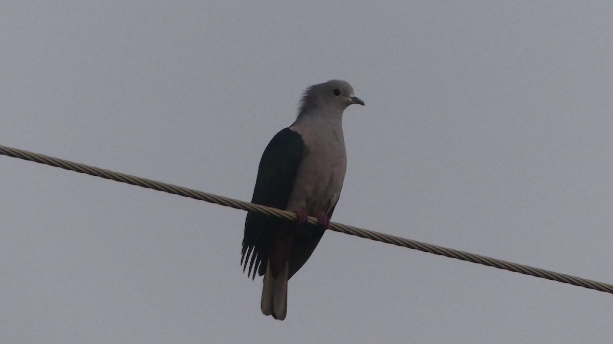 Green Imperial-Pigeon - ML614642553