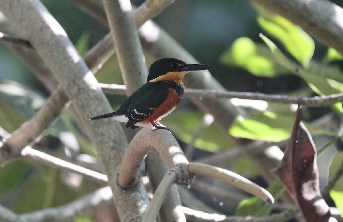 American Pygmy Kingfisher - ML614642579