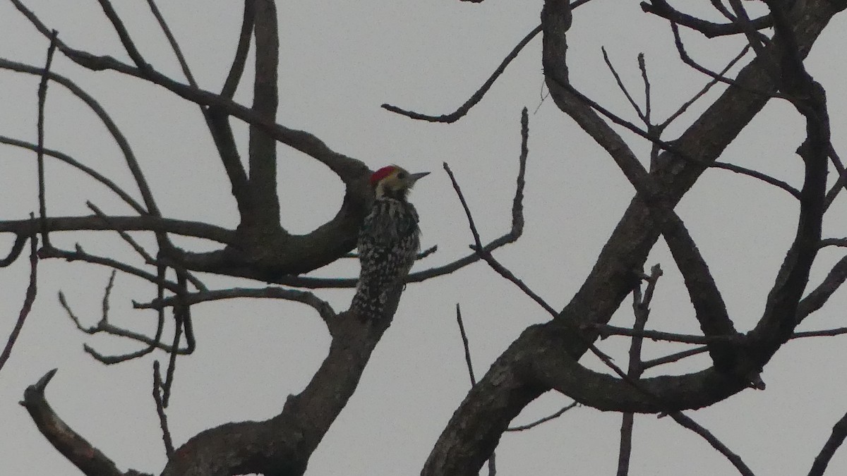 Yellow-crowned Woodpecker - ML614642626